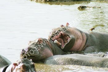 Photo Mare d'Hippopotames