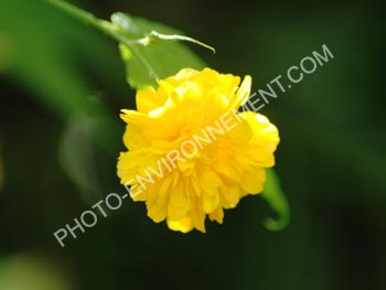 Photo Fleur de Corte du Japon (Kerria japonica)
