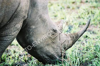 Photo Rhinocros noir d'Afrique du Sud