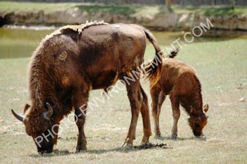 Photo Bisons d'Europe
