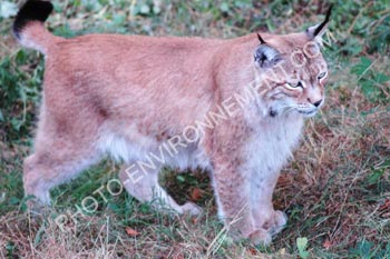 Photo Lynx du Canada