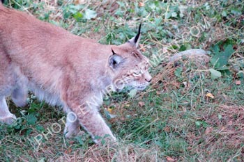 Photo Lynx du Canada