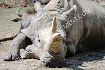 Photo Rhinocros Blanc