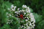 Photo Écaille rouge (Arctidae)