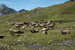 Photo Troupeau de vache - pâturage d'été