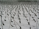 Photo Vignes en hiver