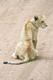 Photo Jeune lion mâle