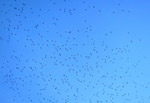 Photo Envol d'oiseaux migrateurs