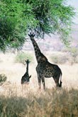 Photo Girafe femelle et son Girafon