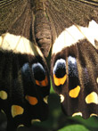 Photo Détail des ailes d'un papillon