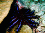 Photo toile acanthaster