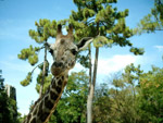 Photo Girafe