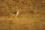 Photo Coyote