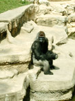 Photo Gorille dans un Zoo