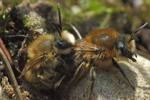 Photo Accouplement de Colletes sp. (Hymenoptera)