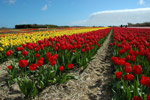 Photo Plantation de Tulipes