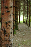 Photo Plantation de pins - exploitation forestire