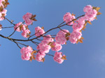Photo Floraison d'un arbre fruitier