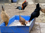 Photo Alimentation des poules en basse-court