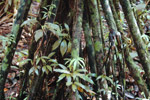 Photo Palmier de mangrove (Socratea exorrhiza Arecaceae)