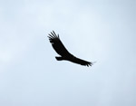 Photo Vol du vautour noir