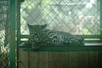 Photo Margay (Leopardus wiedii) centre de conservation