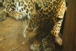 Photo Jaguar (Panthera Onca) - centre de conservation