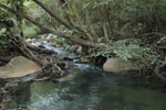 Photo Ruisseau tropical
