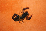 Photo Scorpion (Centruroides margaritatus)