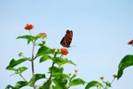 Photo Monarch (Danaus plexippus)