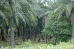 Photo Plantation de Palmier à huile