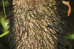 Photo corce d'arbre pineuse