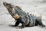Photo Iguane mâle (iguana iguana)