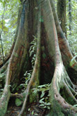 Photo Racine d'arbre de mangrove (Fixus sp.)