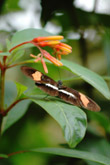 Photo Papillon (Heliconius erato pativerana)