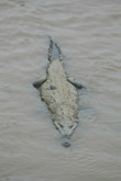 Photo Crocodile d'amérique (cocodylus acutus)