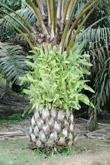 Photo Plantes piphytes sur un palmier  Huile