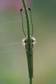 Photo Ascalaphe (Ascalaphus libelluloides)