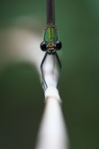 Photo Calopteryx haemorrhoidalis femelle