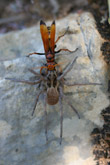 Photo Pompile (Cryptocheilus comparatus) et araignée