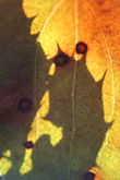 Photo Feuille de salsepareille sur ombre de chne vert