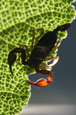 Photo Scorpion (Euscorpius flavicaudis)