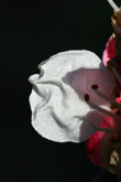 Photo Ptale de fleur d'abricotier