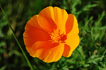 Photo Fleur orange