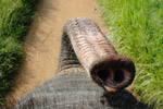 Photo Trompe d'éléphant d'Asie