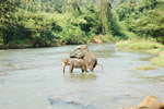 Photo Coït d'éléphants d'Asie