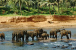 Photo Baignade d'éléphants d'Asie