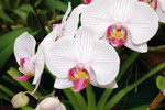 Photo Fleur d'orchides