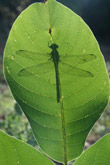 Photo Libellule (Gomphidae)