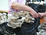 Photo Culture artisanale de champignons